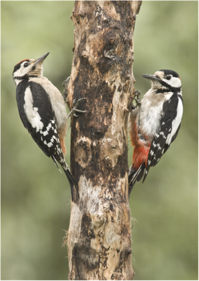 Male and Female Great Spotted Woodpecker